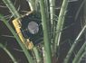 mj-transmitter-02-02.jpg